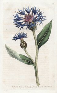 Mountain Centauree or Perennial Blueberry - Litografi af James Sowerby (1757-1822), fra William Curtis