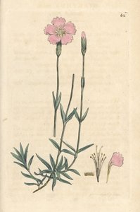Bjergrosa, Dianthus caesius. Håndfarvet kobberstik efter en illustration af James Sowerby fra James Smith