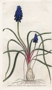 Muscari a bunch eller muscari neglige - Litografi af James Sowerby (1757-1822), fra Botanical Magazine af William Curtis (1746-1799) af James Sowerby