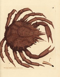 Norges kongekrabbe eller nordlig stenkrabbe, Lithodes maja. Håndfarvet kobberstik af James Sowerby fra The British Miscellany, eller farvede figurer af nye, sjældne eller lidet kendte dyreemner. af James Sowerby