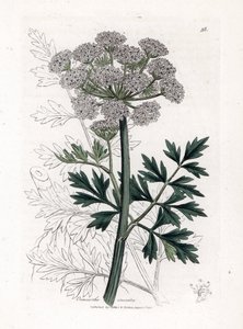 Oenanthe safranee - Hemlock vanddråbeurt, Oenanthe crocata. Håndfarvet kobberstik fra en botanisk illustration af James Sowerby fra William Woodville og Sir William Jackson Hookers "" Medical Botany,"" John Bohn, London af James Sowerby