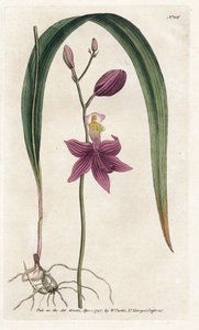 Orchid: calopogon tuberus - Litografi af James Sowerby (1757-1822), fra William Curtis