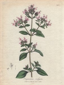 Oregano. Håndfarvet kobberstik fra en tegning af James Sowerby (1757-1822), i Botanique Medicinale af James Sowerby