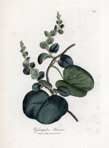 Pareira brava cissampelos, Cissampelos pareira pareira. Håndfarvet kobberstik fra en botanisk illustration af James Sowerby fra William Woodville og Sir William Jackson Hookers "" Medical Botany,"" John Bohn, London af James Sowerby