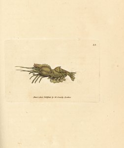 Papegøjerejer, Spirontocaris spinus (Rejer med rygsøjle; Cancer spinus). Håndfarvet kobberstik af James Sowerby fra The British Miscellany, eller farvede figurer af nye, sjældne eller lidet kendte dyreemner. af James Sowerby