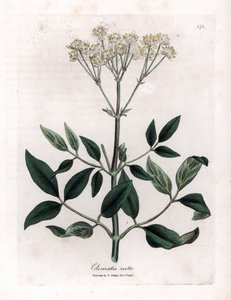 Flerårig klematit - Opretstående jomfrusløjfe, Clematis recta. Håndfarvet kobberstik fra en botanisk illustration af James Sowerby fra William Woodville og Sir William Jackson Hookers "" Medical Botany,"" John Bohn, London