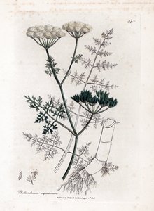 Phellandrium aquatium - Finbladet vandhærde, Phellandrium aquatium. Håndfarvet kobberstik fra en botanisk illustration af James Sowerby fra William Woodville og Sir William Jackson Hookers "" Medical Botany,"" John Bohn, London