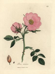 Pink hunderose med hyben, Rosa canina