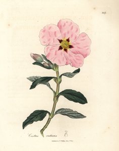 Lyserød blomstret kretensisk cistus, Cistus creticus af James Sowerby