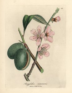 Lyserødt blomstret mandeltræ, Amygdalus communis af James Sowerby