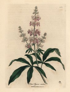 Lyserødt blomstret kysk træ, Vitex agnus castus af James Sowerby