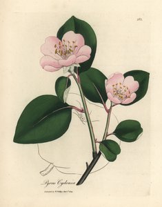 Lyserødt blomstret kvædetræ, Pyrus cydonia