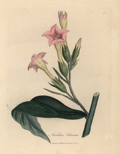 Lyserød blomstret tobaksplante, Nicotiana tabacum