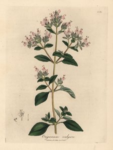 Lyserød blomstret vild merian, Origanum vulgare af James Sowerby