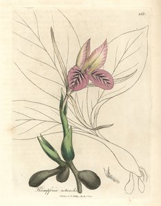Lyserød blomstret zedoary, Kaempferia rotunda af James Sowerby