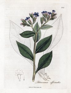 Pulmonal officinale - Lungeurt, Pulmonia officinalis. Håndfarvet kobberstik fra en botanisk illustration af James Sowerby fra William Woodville og Sir William Jackson Hookers "" Medical Botany,"" John Bohn, London