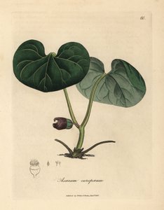Lilla blomstret asarabacca, eller vild ingefær, Asarum europaeum af James Sowerby