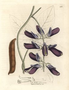 Lilla blomstrede kohval dolichos, Dolichos pruriens