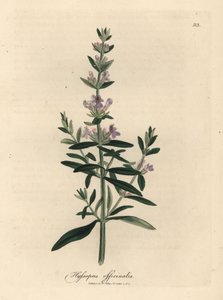 Lilla blomstret isop, Hyssopus officinalis af James Sowerby