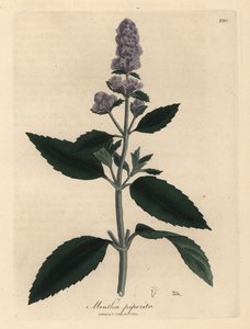 Lilla blomstret pebermynte, Mentha piperita af James Sowerby