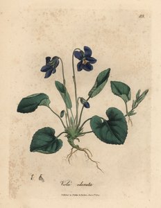 Lilla blomstret sød viol, Viola odorata af James Sowerby
