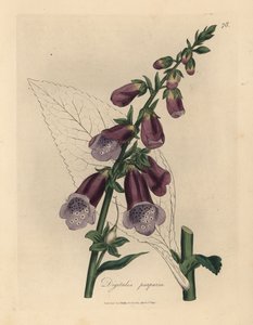 Lilla fingerbøtte, Digitalis purpurea af James Sowerby