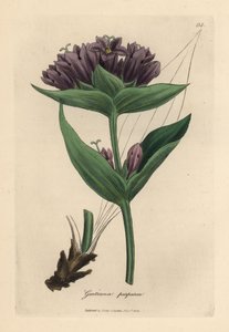 Lilla ensian, Gentiana purpurea af James Sowerby