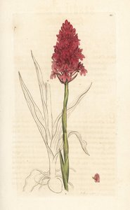 Pyramidal orkidé, Anacamptis pyramidalis (Pyramidal orchis, Orchis pyramidalis). Håndfarvet kobberstik efter en illustration af James Sowerby fra James Smith