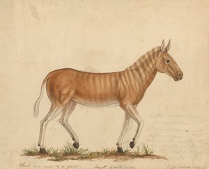 Quagga Zebra af James Sowerby