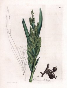 Rattan Palm - Rotang stok, Calamus rotang. Håndfarvet kobberstik fra en botanisk illustration af James Sowerby fra William Woodville og Sir William Jackson Hookers "" Medical Botany,"" John Bohn, London af James Sowerby