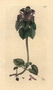 Rød nælde, Lamium purpureum Håndfarvet kobberstik efter en tegning af James Sowerby til James Smiths engelske botanik af James Sowerby