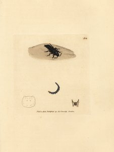 Rovebille, Velleius dilatatus (Savtakket-hornet Staphylinus, Staphylinus concolor). Håndfarvet kobberstik af James Sowerby fra The British Miscellany, eller farvede figurer af nye, sjældne eller lidet kendte dyreemner. af James Sowerby