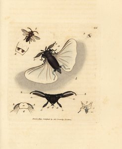 Sandbiparasit, Stylops melittae. Håndfarvet kobberstik af James Sowerby fra The British Miscellany, eller farvede figurer af nye, sjældne eller lidet kendte dyreemner. af James Sowerby