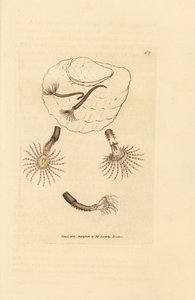 Sandorm med karmosinrøde følehorn, Amphitrite rosea. Håndfarvet kobberstik af James Sowerby fra The British Miscellany, eller farvede figurer af nye, sjældne eller lidet kendte dyreemner. af James Sowerby