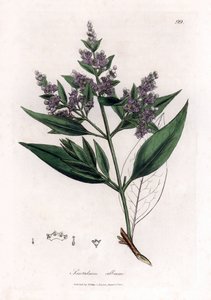 Sandeltræ - indisk sandeltræ, Santalum album. Sårbar. Håndfarvet kobberstik fra en botanisk illustration af James Sowerby fra William Woodville og Sir William Jackson Hookers "" Medical Botany,"" John Bohn, London af James Sowerby