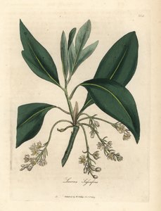 Sassafras træ, Laurus sassafras af James Sowerby