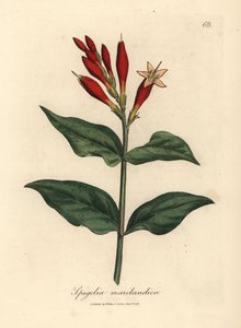 Scarlet blomstret indisk pink, Spigelia marilandica af James Sowerby