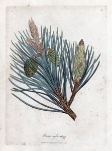 Skovfyr - Skogran eller skovfyr, Pinus sylvestris. Håndfarvet kobberstik fra en botanisk illustration af James Sowerby fra William Woodville og Sir William Jackson Hookers "" Medical Botany,"" John Bohn, London