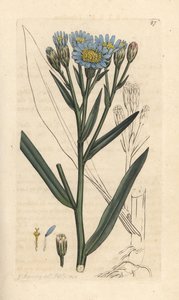 Havaster, Tripolium pannonicum subsp. tripolium (Sea starwort, Aster tripolium) (Aster maritime) Håndfarvet kobberstik efter en illustration af James Sowerby fra James Smith