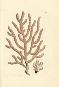 Havvifte, Gorgonia-art (Slank gorgonia, Gorgonia viminalis?). Håndfarvet kobberstik af James Sowerby fra The British Miscellany, eller farvede figurer af nye, sjældne eller lidet kendte dyreemner. af James Sowerby