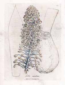 Havløg eller fjerkræ, Drimia maritima. Håndfarvet kobberstik fra en botanisk illustration af James Sowerby fra William Woodville og Sir William Jackson Hookers "" Medical Botany,"" John Bohn, London af James Sowerby