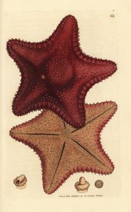 Havstjerne eller søstjerne, Hippasteria phrygiana (Asterias equestris?). Håndfarvet kobberstik af James Sowerby fra The British Miscellany, eller farvede figurer af nye, sjældne eller lidet kendte dyreemner. af James Sowerby