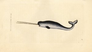 Havet enhjørning eller narhval, Monodon monoceros. Sjældent eksemplar med dobbelt stødtænder. Håndfarvet kobberstik af James Sowerby fra The British Miscellany, eller farvede figurer af nye, sjældne eller lidet kendte dyreemner. af James Sowerby
