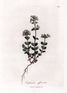Kortsynet græs - Almindelig øjentrøst, Euphrasia officinalis. Håndfarvet kobberstik fra en botanisk illustration af James Sowerby fra William Woodville og Sir William Jackson Hookers "" Medical Botany,"" John Bohn, London af James Sowerby