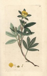 Shrubby cinquefoil, Dasiphora fruticosa eller Potentilla fruticosa (Cinquefoil frutescente ou la cinquefoil shbustive) Håndfarvet kobberstik efter en illustration af James Sowerby fra James Smith