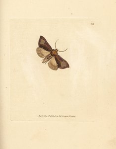 Slanke polerede brassels, Thysanoplusia orichalcea (Yorkshire polerede brassels møl; Phalaena Noctua aerifera). Håndfarvet kobberstik af James Sowerby fra The British Miscellany, eller farvede figurer af nye, sjældne eller lidet kendte dyresukker af James Sowerby