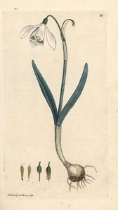 Vintergæk, Galanthus nivalis. Håndfarvet kobberstik efter en illustration af James Sowerby fra James Smith