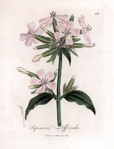 Soapwort, Saponaria officinalis. Håndfarvet kobberplade -gravering fra en botanisk illustration af James Sowerby fra William Woodville og Sir William Jackson Hookers "" Medical Botany "," John Bohn, London af James Sowerby