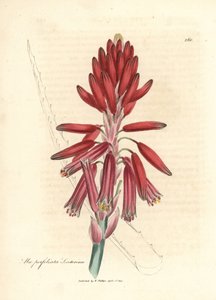 Socotorine aloe, Aloe perfoliata socotorine