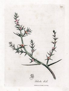 Soda brulee - stikkende salturt, Kali turgida. Håndfarvet kobberstik fra en botanisk illustration af James Sowerby fra William Woodville og Sir William Jackson Hookers "" Medical Botany,"" John Bohn, London af James Sowerby